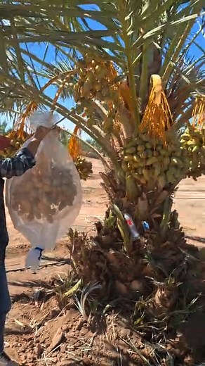 9.8K views · 162 reactions | Inició el proceso de embolsado de racimos de datil Mejhoul en Mexico y el Ing. Quirino Angulo Zuñiga, nos dice como hacerlo! | Ricardo Salomon | Facebook