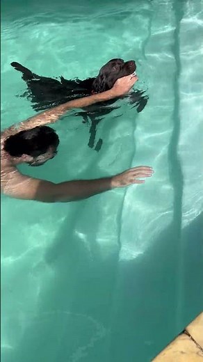 Protective Labrador Retriever Leaps Into Pool to Save Owner