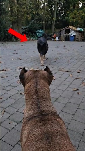 German Shepherd vs Cane Corso vs Strength vs Intelligence #dogbreed
