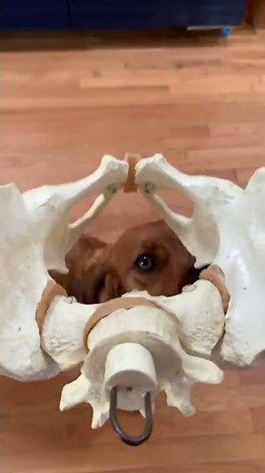 This is how your pelvis moves in walking.