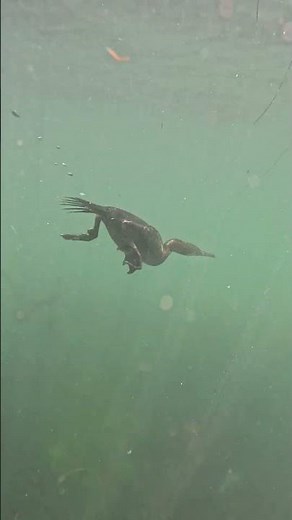 Underwater birding! Cormorant bird diving underwater