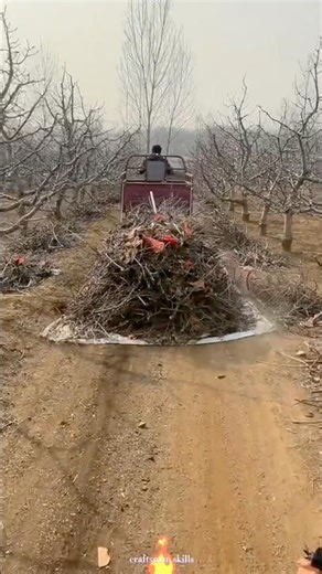 Practical Ways to Haul Apple Branches with Tricycle