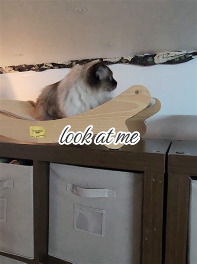 Ivan can only be cute when he is the one seeking attention otherwise the dude dgad! #cat #ragdoll #catsoftiktok #petlover #pet