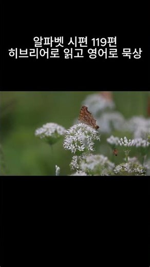 알파벳 시편 119편 1-8절 / # 히브리어(hebrew) / # 한글음역(Korean Transliteration)/ # NASB역본