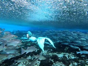 Is this goodbye? 🐙 #thewanderingmermaid #blue #mermaid #goodbye #swim #underwater #fish #bluehair #siren #rain #mermaidtail #mermaidhair #gopro #h2o