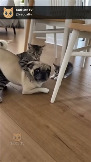 Aggressive Pug Tries to Scare Kitten... But Then Another Cat Shows Up and does THIS!😳