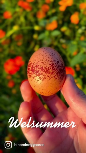 Discover the Stunning Welsummer Chicken Breed