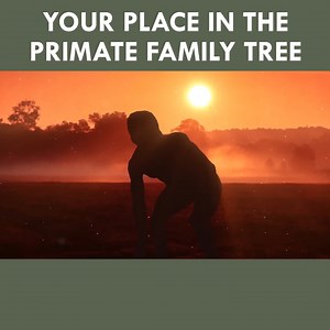 24K views · 876 reactions | Where Do YOU Place In The Primate Family Tree? | Eons • PBS | Facebook