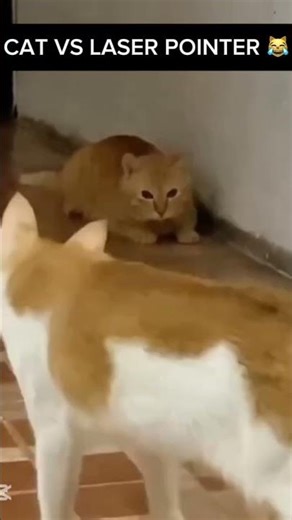 Cat vs laser pointer challenge 😹