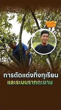 Pruning durian trees and their centipede-like root system.