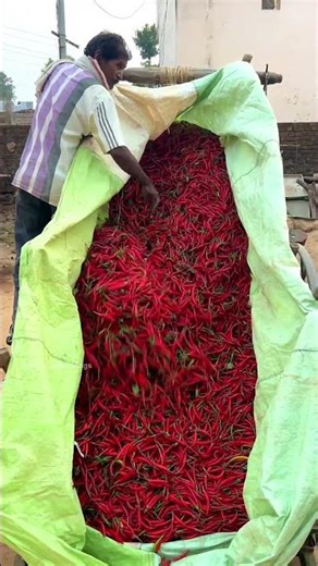 Harvesting Chillies in Indian Village #foryou #village #villagelife #explore