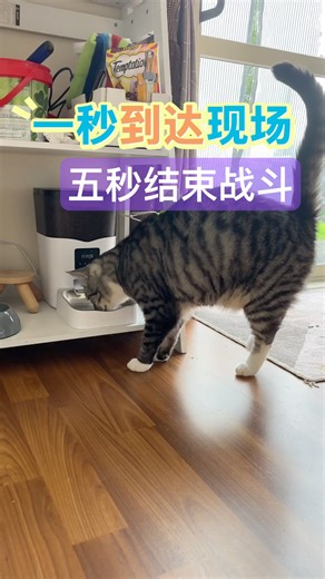 减肥的robby一秒到达五秒结束战斗#shorts #cat