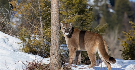 Un puma aperçu à côté du cadavre d’une femme le 1er janvier : que cache cette découverte funeste ?