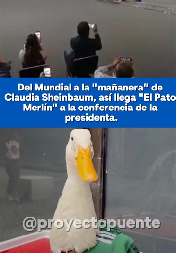 El Pato Merlín llega a la mañanera de Claudia Sheinbaum