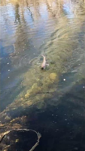 Native Rainbow Trout on a Streamer #rainbowtrout #flyfishing #fishing #catchandrelease #trout #fish