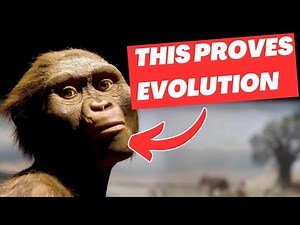 Transitional Fossils Proves Evolution? : Tiktaalik, Archaeopteryx, and Lucy