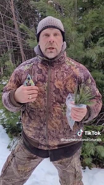 The West Coast of Newfoundland is Traditional M'ikmaq Territory and is known for it's lush forests and abundant pine trees. These trees not only provide shade and habitat for wildlife, but also serve as a source of food and drink for the local population. White Pine Needles and are known for their unique flavor and health benefits. White Pine needles are rich in vitamins A and C, and have been used for centuries as a natural remedy for colds and flu. A tea made from the needles is said to have a
