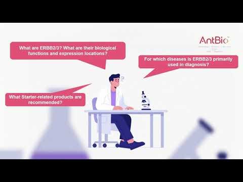 ERBB2/3: Important Members of Receptor Tyrosine Kinases