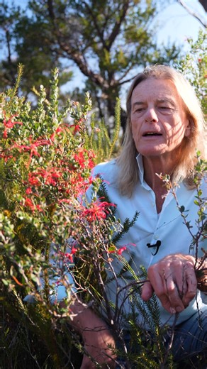 With its powerful Doctrine of Signatures, Red Grevillea may be beneficial when you’re feeling stuck. It can help you determine the path to achieve your goals or desired outcome. ⁠ ⁠ Affirmation:⁠ ⁠ I am a powerful, poised individual acting out of strength and courage. ⁠ ⁠ Positive Outcomes:⁠ 🌸 Indifference to the judgement of others⁠ 🌸 Self-reliance and independence⁠ 🌸 Boldness⁠ 🌸 Strength to leave unpleasant situations⁠ ⁠ Red Grevillea is available as a single essence. You can also find it 