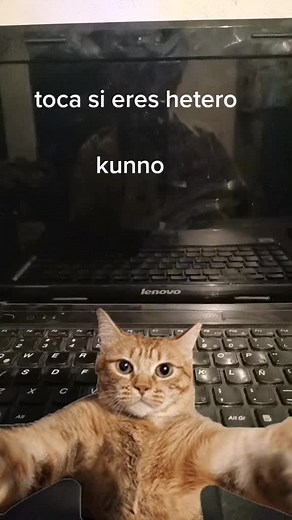 Cats Playfully Interact With Laptop Screen