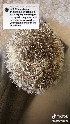 African Pygmy Hedgehog Setup & Care: The Basics