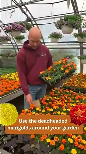 Using Marigolds to Keep Deer and Rabbits Away