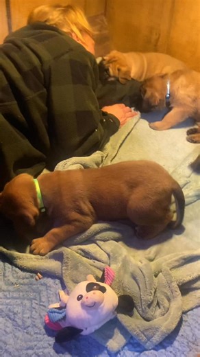 English mastiff temperaments 5 weeks old | Rob Frahm