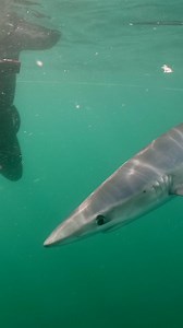 2.4K views · 35 reactions | There’s no steeper learning curve in reading shark behaviour than being right beside one. One of last week’s sharkademy participants with a curious blue. Celtic Deep | Sharkman Dan | Facebook