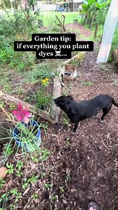 How to quickly change the color of your flowers! #flowers #gardenhack #gardeningtips | James Weston