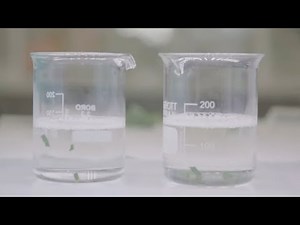 Leaf Disc Floatation Experiment | Cell structure and function: Photosynthesis | meriSTEM