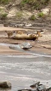 Sand river pride Maasai Mara Kenya 🇰🇪 #nature_lovers #natureloversgallery #natgeowild #natgeoyourshot #kenyawildlife #nature #naturephotography #fblifestyle #canonr6markii #kpop #k #natgeotravelpic #natgeo #natgeolandscape #natgeoyourshot #natgeohub #natgeowild #natgeowild_hd #natgeoindia #natgeo_ar #natgeotravel | Lemurt Wildlife