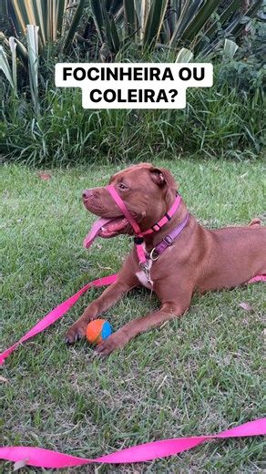 Dora usa uma COLEIRA CABRESTO | Dora Pitbull