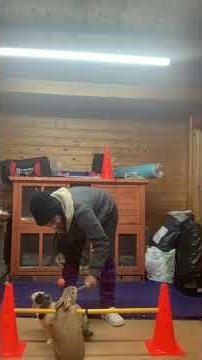 Rabbits for the high jump