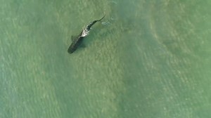 944K views · 4.8K reactions | SPINE-CHILLING SWIM: Check out this...