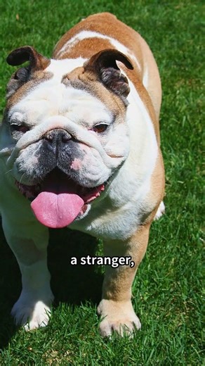 How Dogs' Brains React to Their Owner's Scent #dog #dogscience #animalbehavior #emoryuniversity