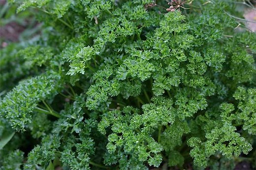 Substitutes for Parsley