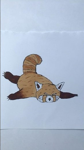 Dessin d'un panda roux