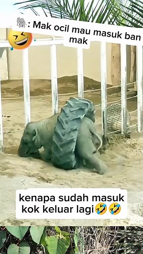 Ocil mau mainan ban | Ismiati