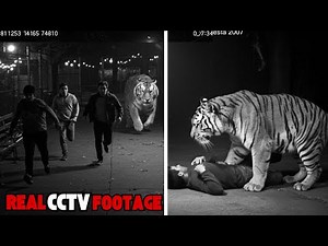 The TERRIFYING Moments ESCAPED Tiger Hunted Down Three Zoo Visitors