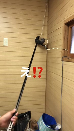 蜘蛛とその仲間: 生態と虫嫌いに対処する方法