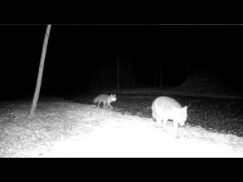Trail Cam Compilation 10 | Wildlife Camera Footage from the Farm