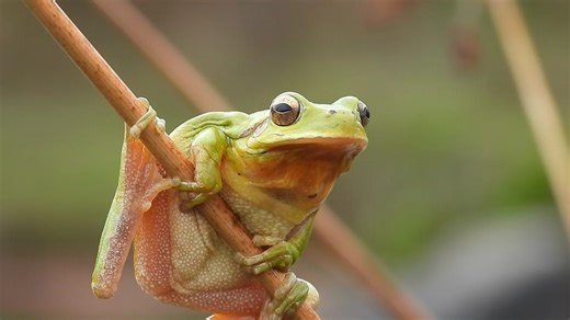 Hyla meridionalis . | Pedro Verdejo Fotografía de Naturaleza - Wildlife Photography