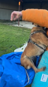 39K views · 295 reactions | K9 Protection #malinois | Belgian Malinois Lovers | Facebook