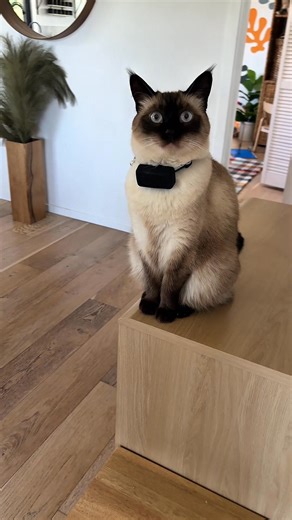 350K views · 7K reactions | Always keep tabs on your cat's adventures with Tractive — Discover real-time GPS tracking, safe zones, & more for your peace of mind. ‍⬛ | Tractive | Facebook