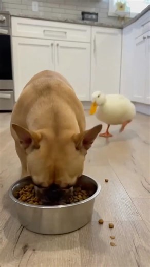 Frenchie 🐶 vs duck 🦆…. again 😅 #funnyanimals #frenchbulldog