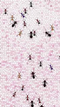 CAT GAMES ON SCREEN – Ants on Screen for Cats. Video for Cats to Watch #shorts