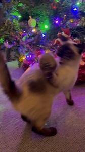 53K views · 2K reactions | Kami playing with Kai’s hedgehog 璉 ornament | Misadventures of Kai & Kami | Facebook