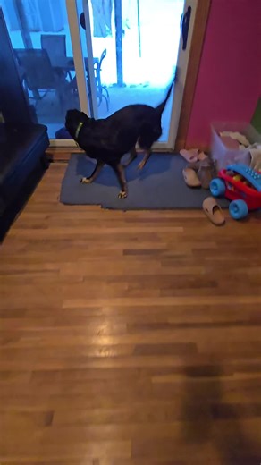 Mishka wants to go 💦 #mishka #dog #outside