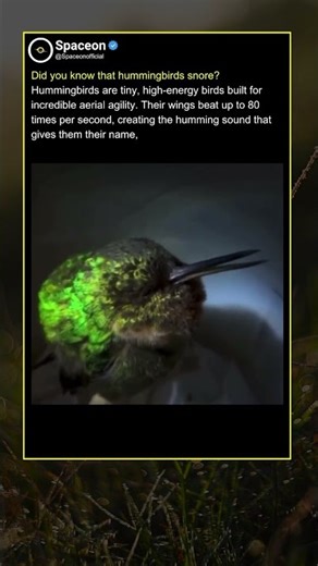 Did you know that hummingbirds snore?