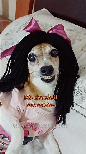 Depresso fortunato😂 #merybijouesciarpina #comedy #olly #jackrussell #depressofortunato